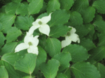 bousi-3.gif