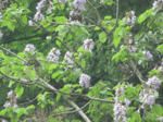 kiri-2.gif