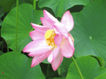 ren-1.gif