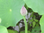 ren-2.gif