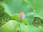 ren-4.gif